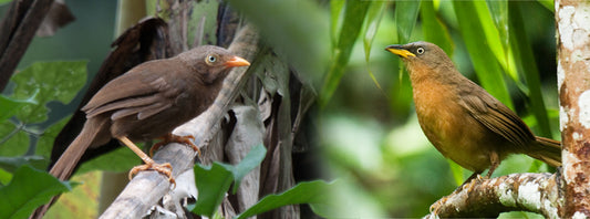 Ceylon Rufous Babbler