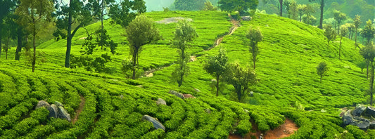 Hantana Tea Plantations