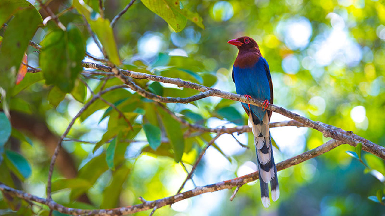 Birdwatching from Panama