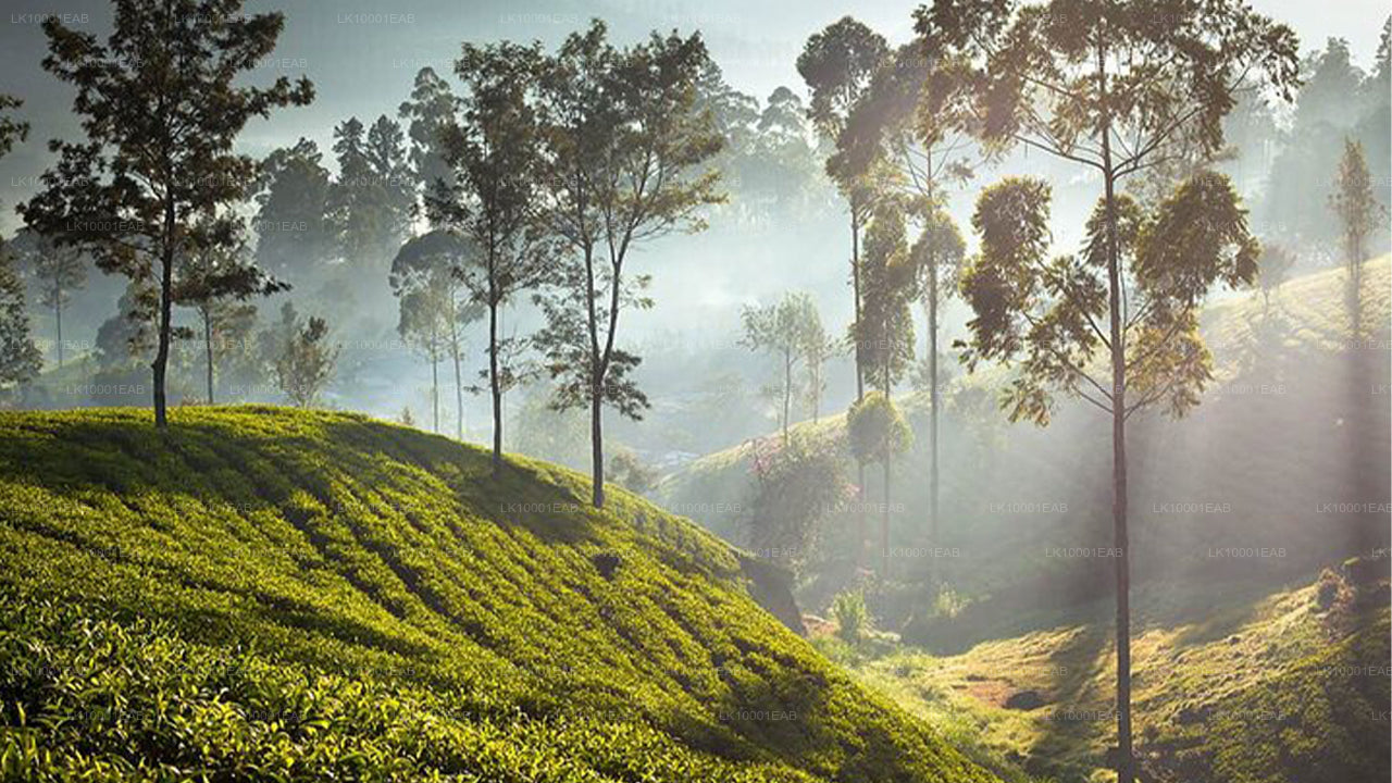 Ceylon Tea Tour (5 Days)