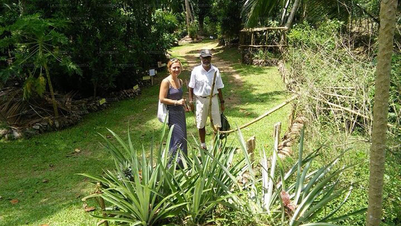 Tea Walking and Tasting Tour from Matara