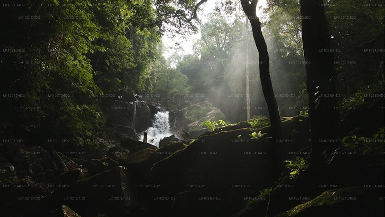 Rainforest Explorer from Bentota (2 Days)