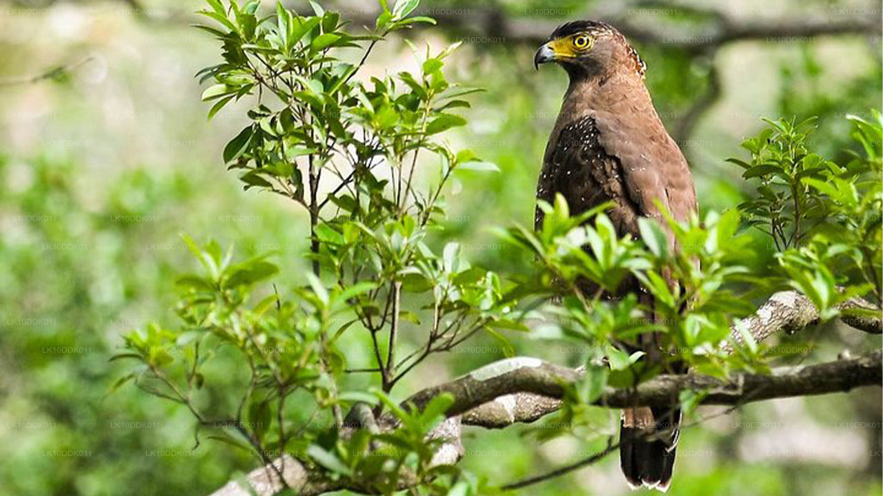 Excursion animalière couvrant les oiseaux et les mammifères (14 jours)