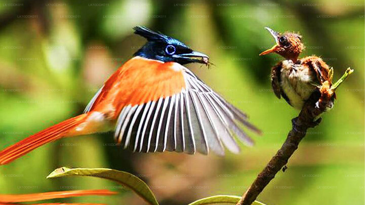 Excursion animalière couvrant les oiseaux et les mammifères (14 jours)