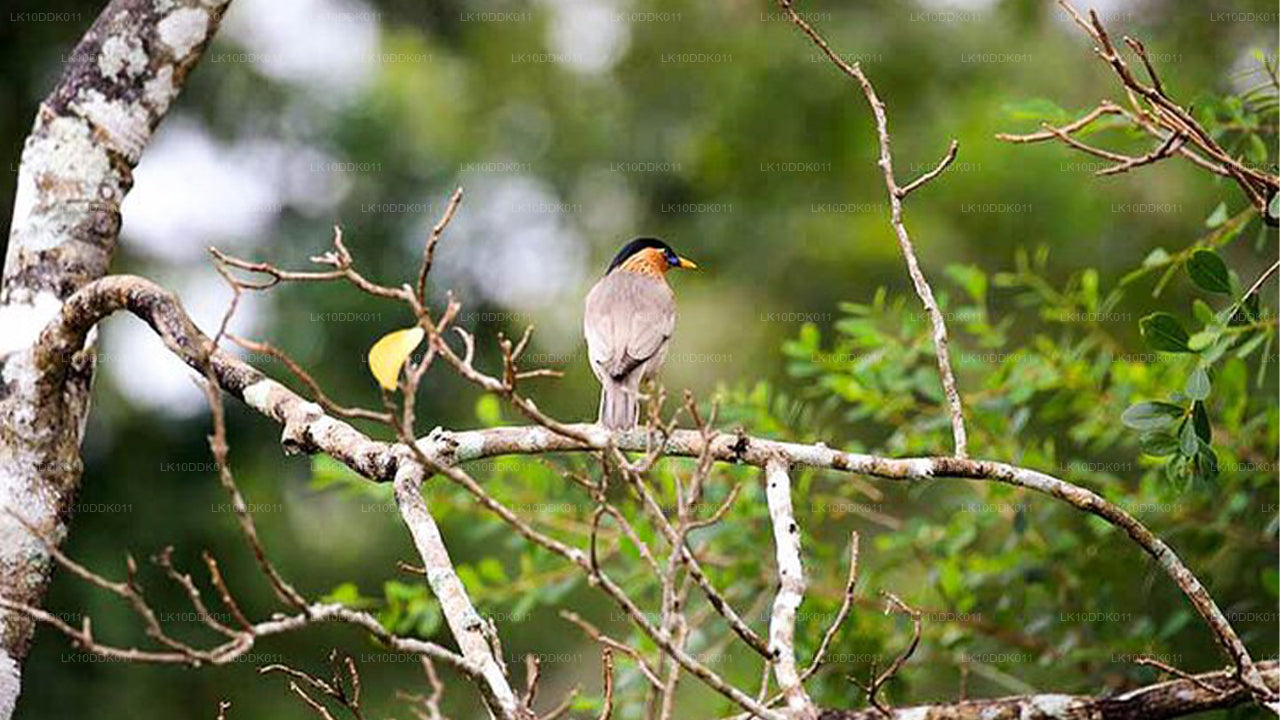 Excursion animalière couvrant les oiseaux et les mammifères (14 jours)