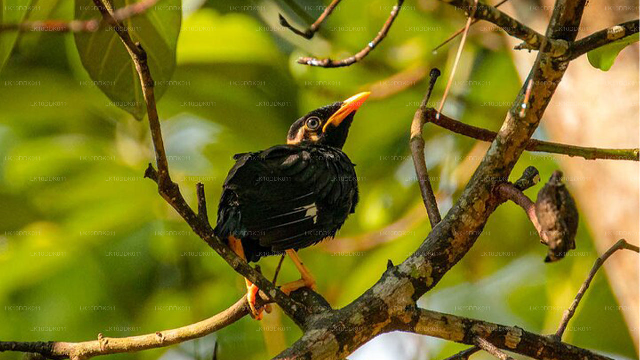 Excursion animalière couvrant les oiseaux et les mammifères (14 jours)