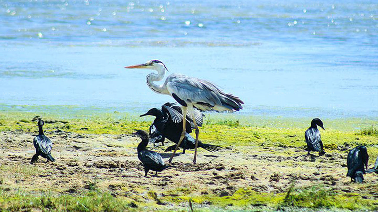 Excursion animalière couvrant les oiseaux et les mammifères (14 jours)