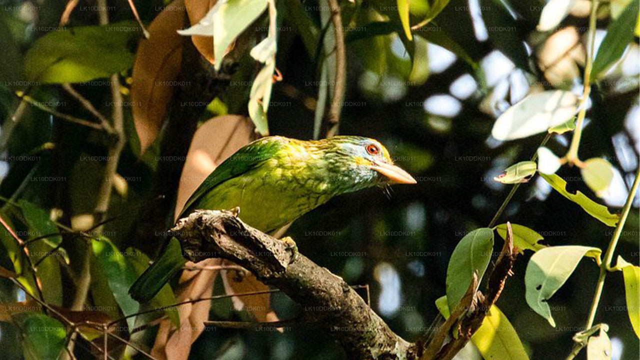 Excursion animalière couvrant les oiseaux et les mammifères (14 jours)