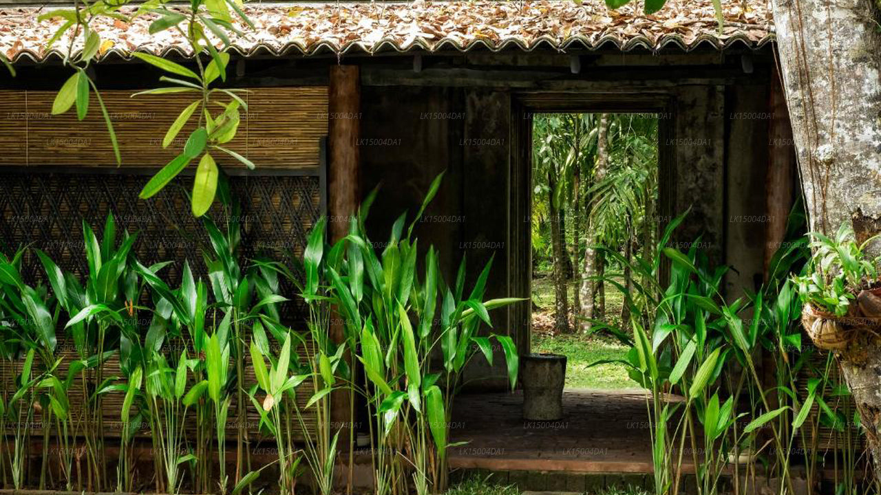 Nisala Arana Boutique Villa, Bentota