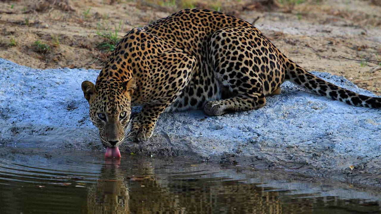 Governors River Lodge, Wilpattu