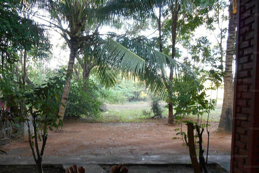 Complexe de vacances et spa Grand Regent, Sigiriya