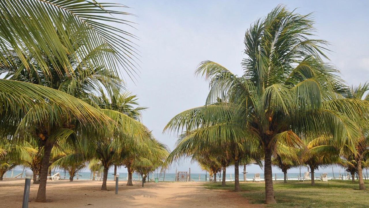 Palm Beach Nilaveli, Trincomalee