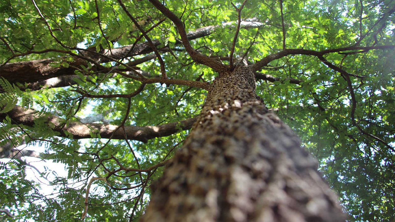 Arboretum de Popham, Dambulla