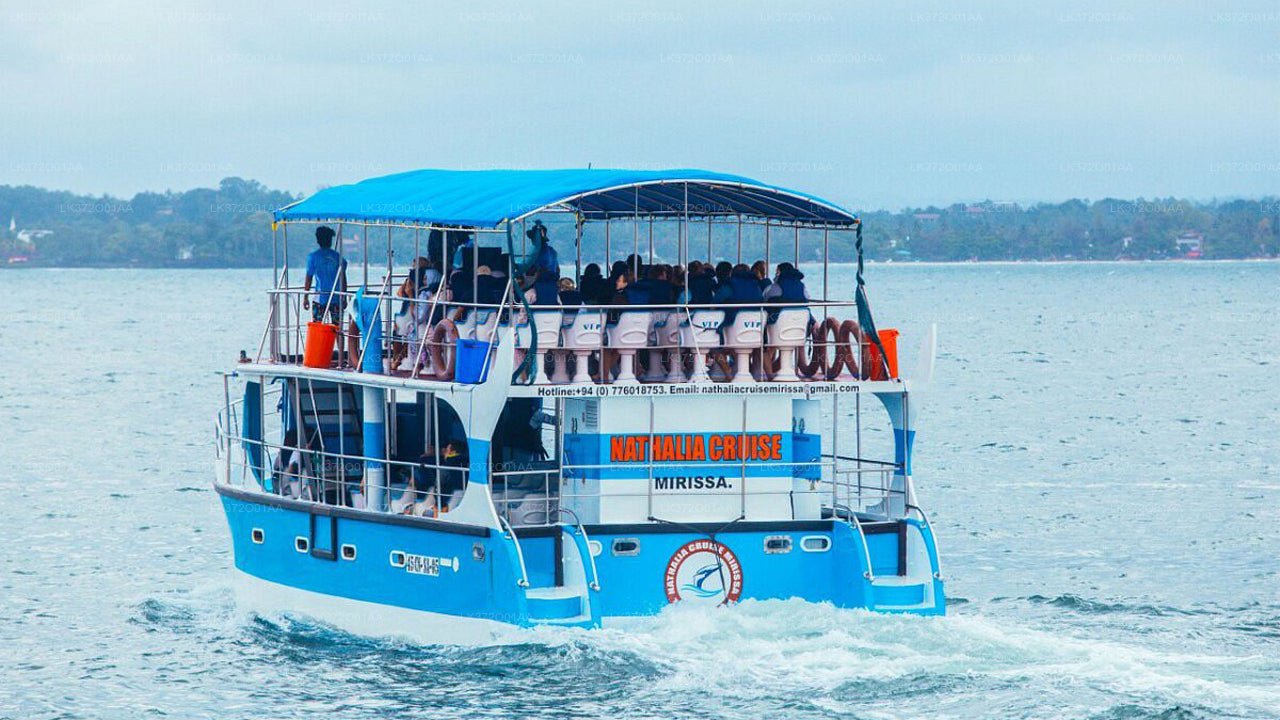 Excursion en bateau partagé pour observer les baleines au départ de Bentota