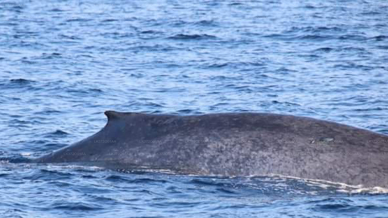 Excursion en bateau partagé pour observer les baleines au départ de Bentota