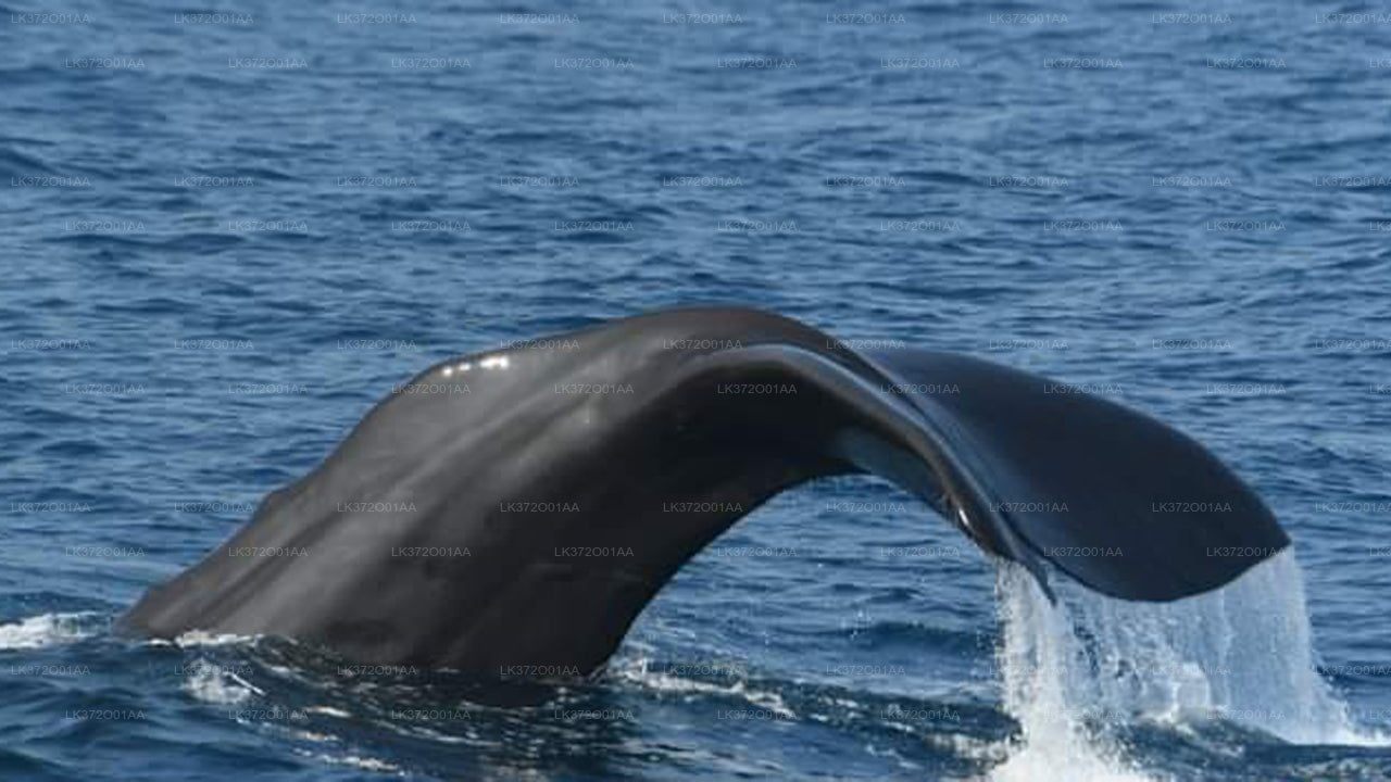 Whale Watching from Hiriketiya on Shared Boat