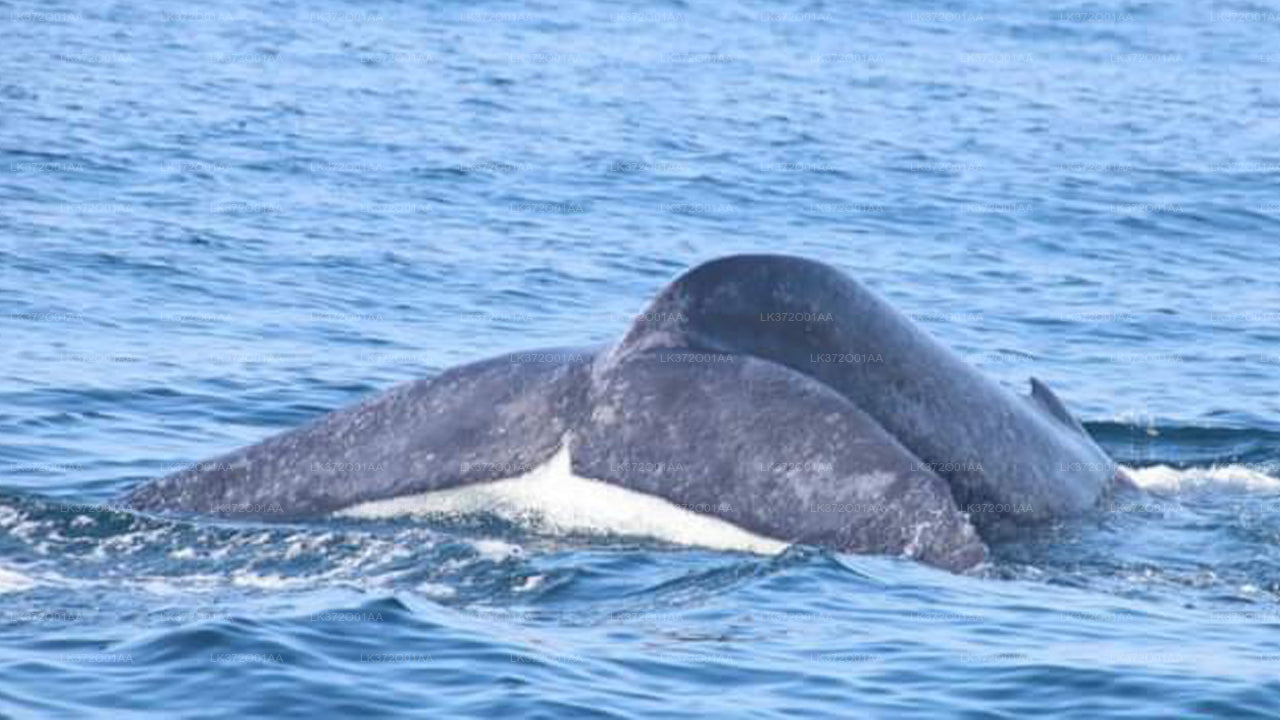 Whale Watching from Hiriketiya on Shared Boat