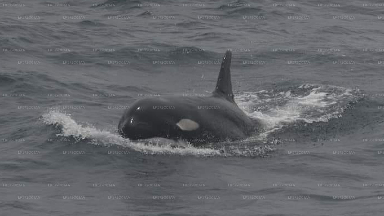 Whale Watching from Hiriketiya on Shared Boat