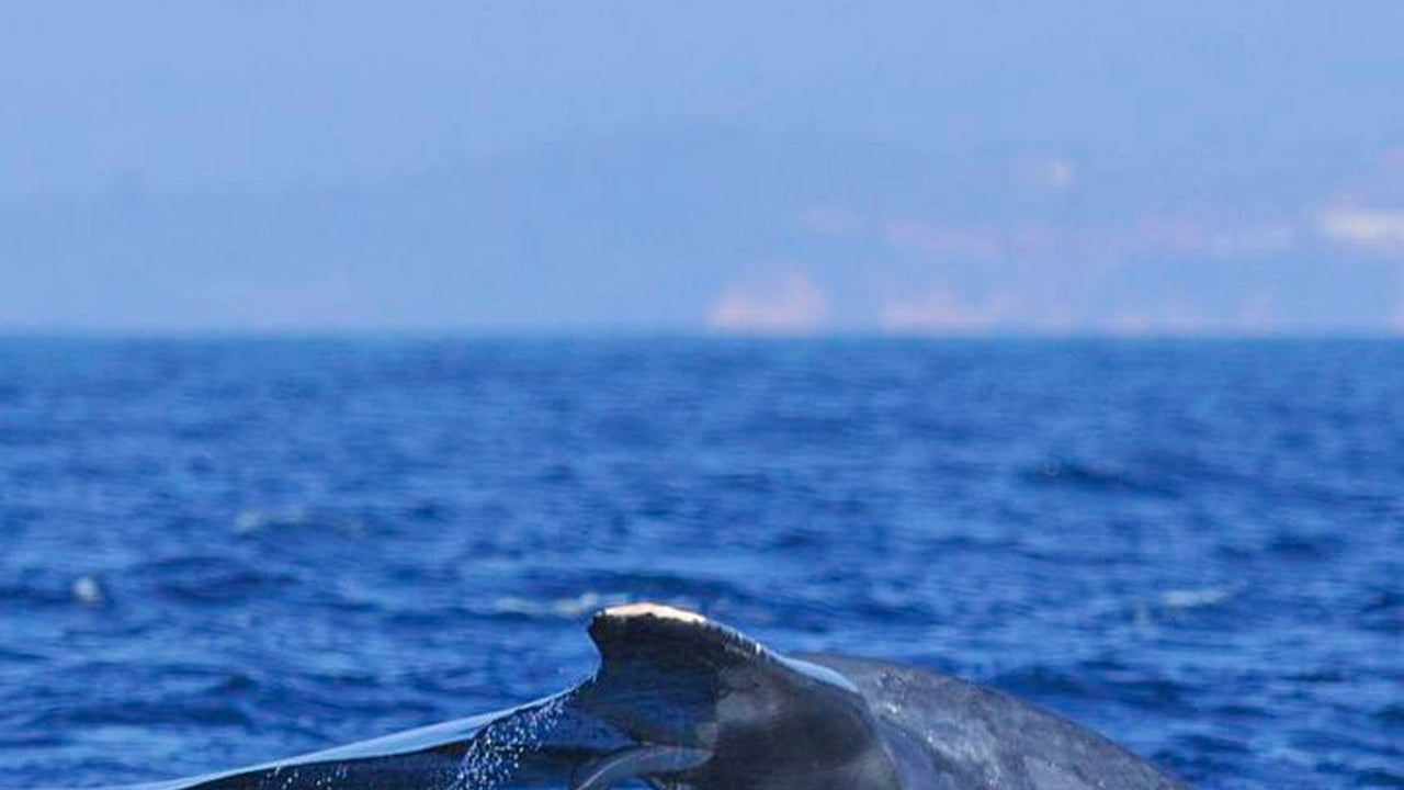 Croisière en yacht de 2 heures au départ de Mirissa