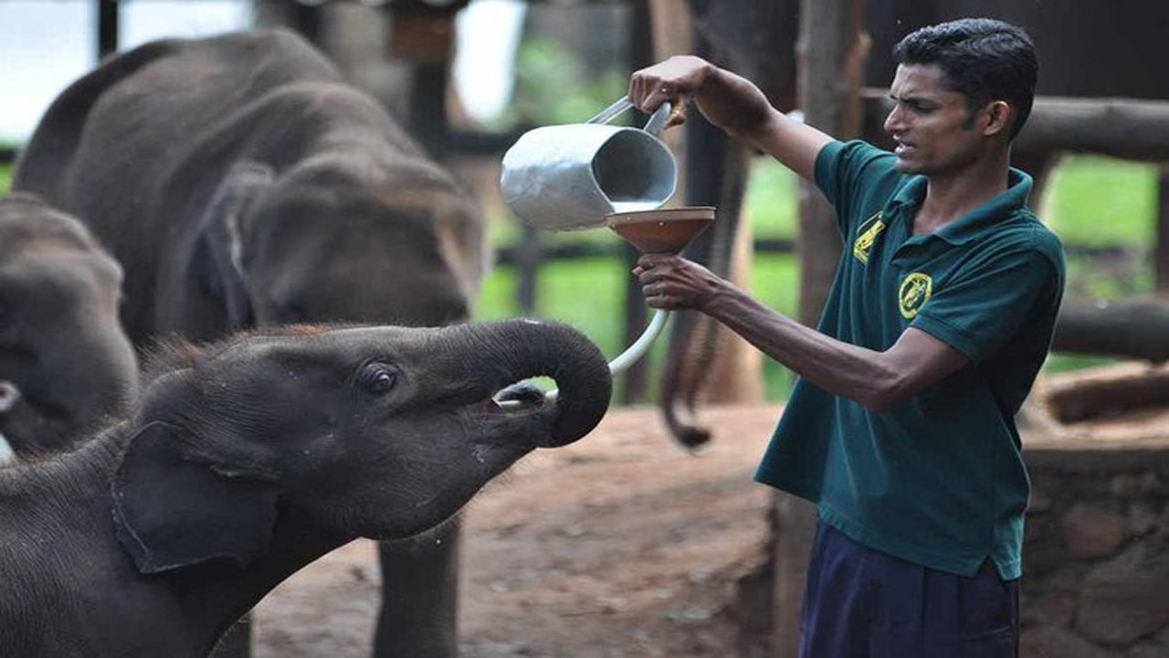 Safari dans le parc national d'Udawalawe avec visite à domicile d'Elephant Transit