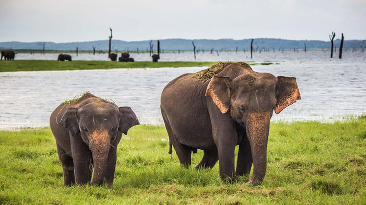 Safari dans le parc national d'Udawalawe avec visite à domicile d'Elephant Transit