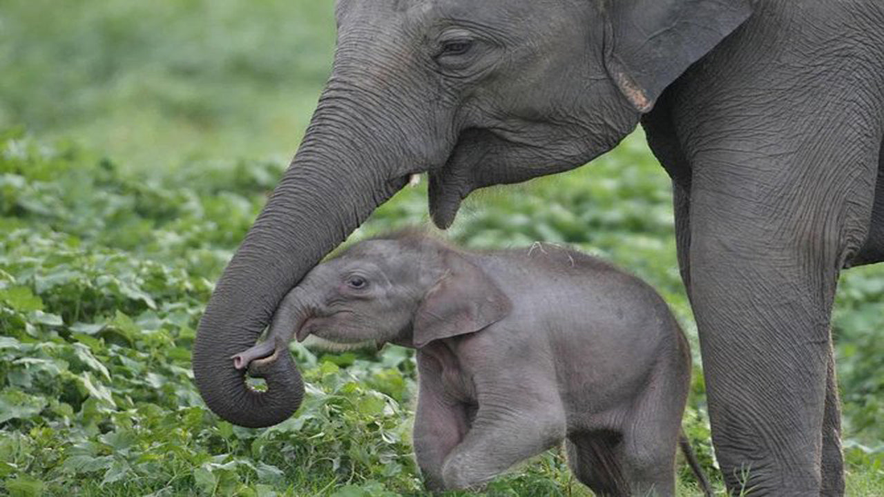 Safari dans le parc national d'Udawalawe avec visite à domicile d'Elephant Transit