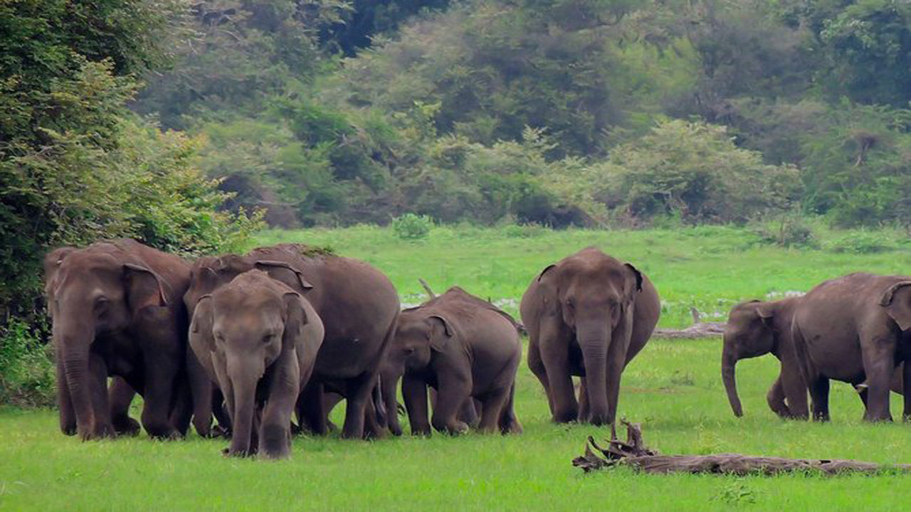 Safari dans le parc national d'Udawalawe avec visite à domicile d'Elephant Transit