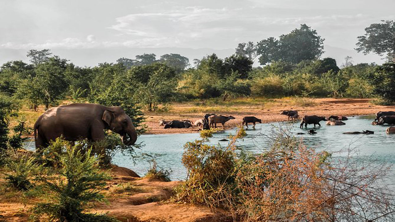 Safari dans le parc national d'Udawalawe avec visite à domicile d'Elephant Transit