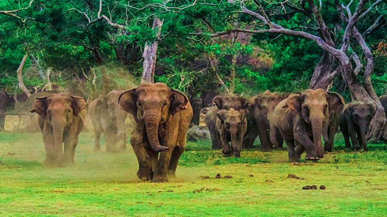 Safari dans le parc national d'Udawalawe avec visite à domicile d'Elephant Transit