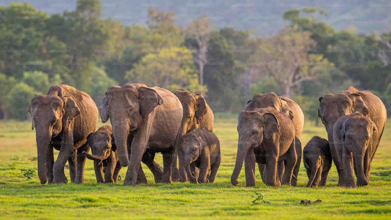 Safari privé sur le Great Elephant Gathering au départ de Minneriya