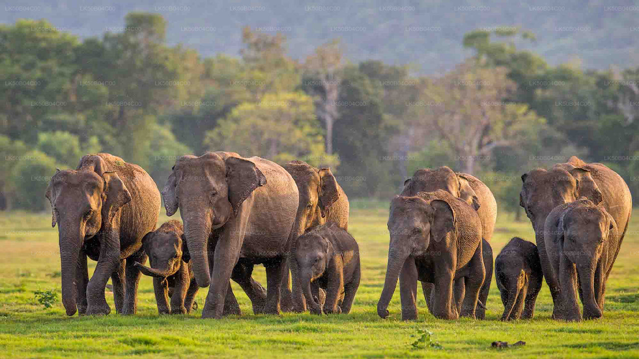 Safari privé dans le parc national de Minneriya au départ de Habarana