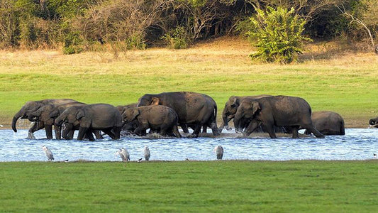 Safari privé dans le parc national de Kaudulla au départ de Habarana, avec Jeep et billets (3 heures)