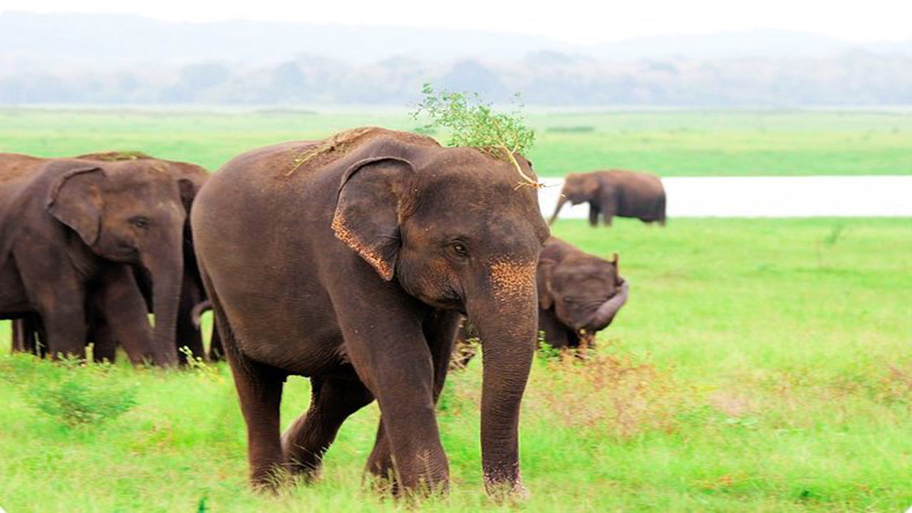 Safari privé dans le parc national de Kaudulla au départ de Habarana, avec Jeep et billets (3 heures)