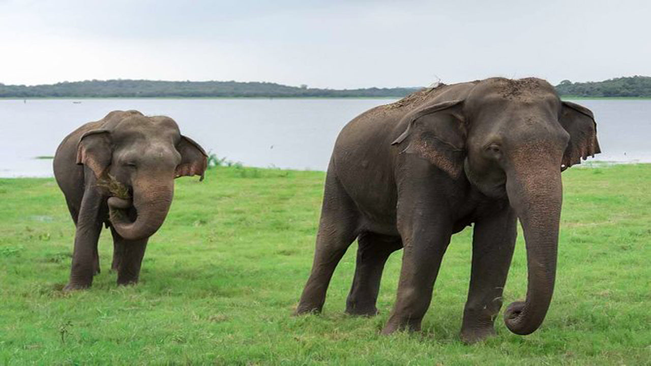 Safari privé dans le parc national de Kaudulla au départ de Habarana, avec Jeep et billets (3 heures)