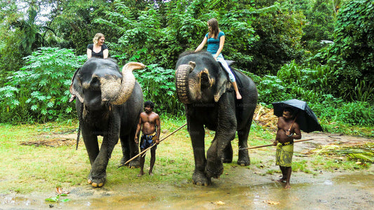 Visite de la Millennium Elephant Foundation depuis Kitulgala