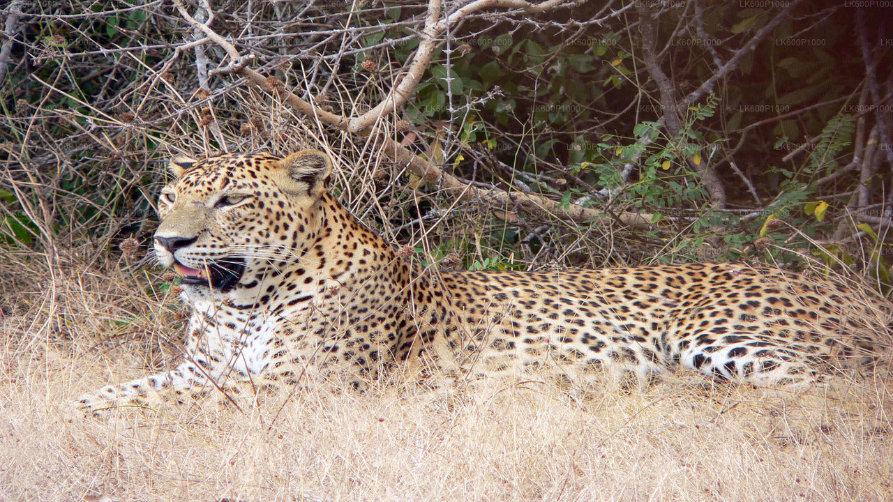 Yala National Park Safari from Kalutara