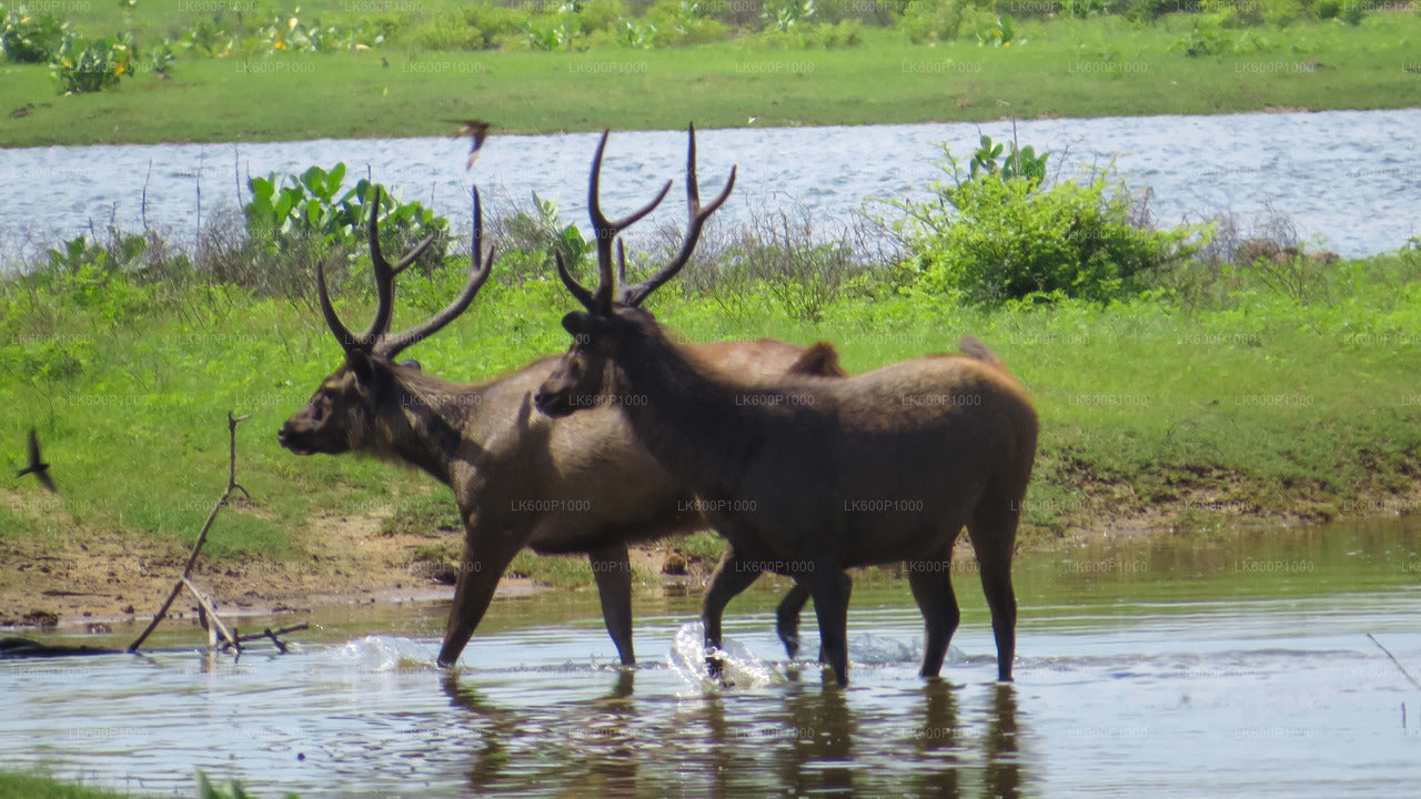 Yala National Park Safari from Kalutara