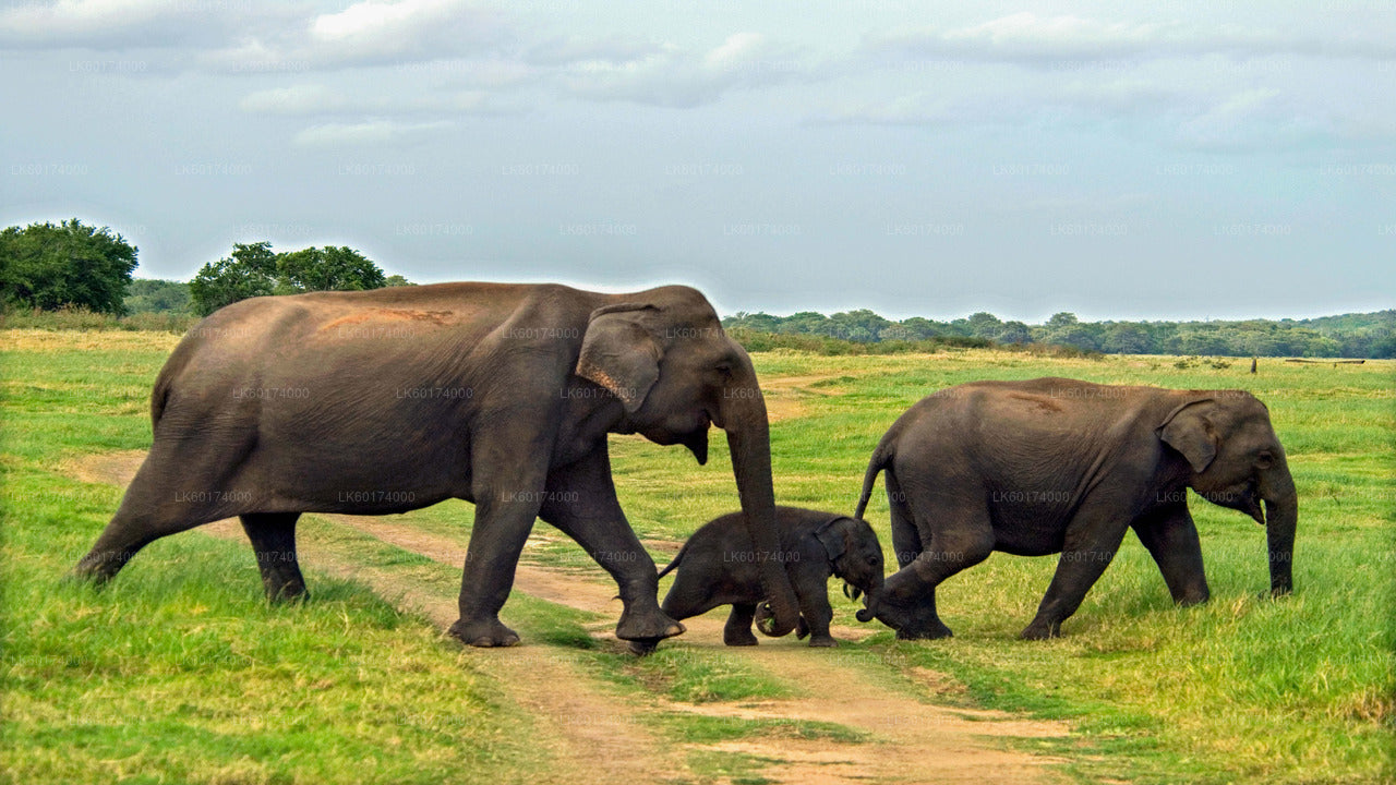 Safari dans le parc national de Minneriya au départ de Kitulgala