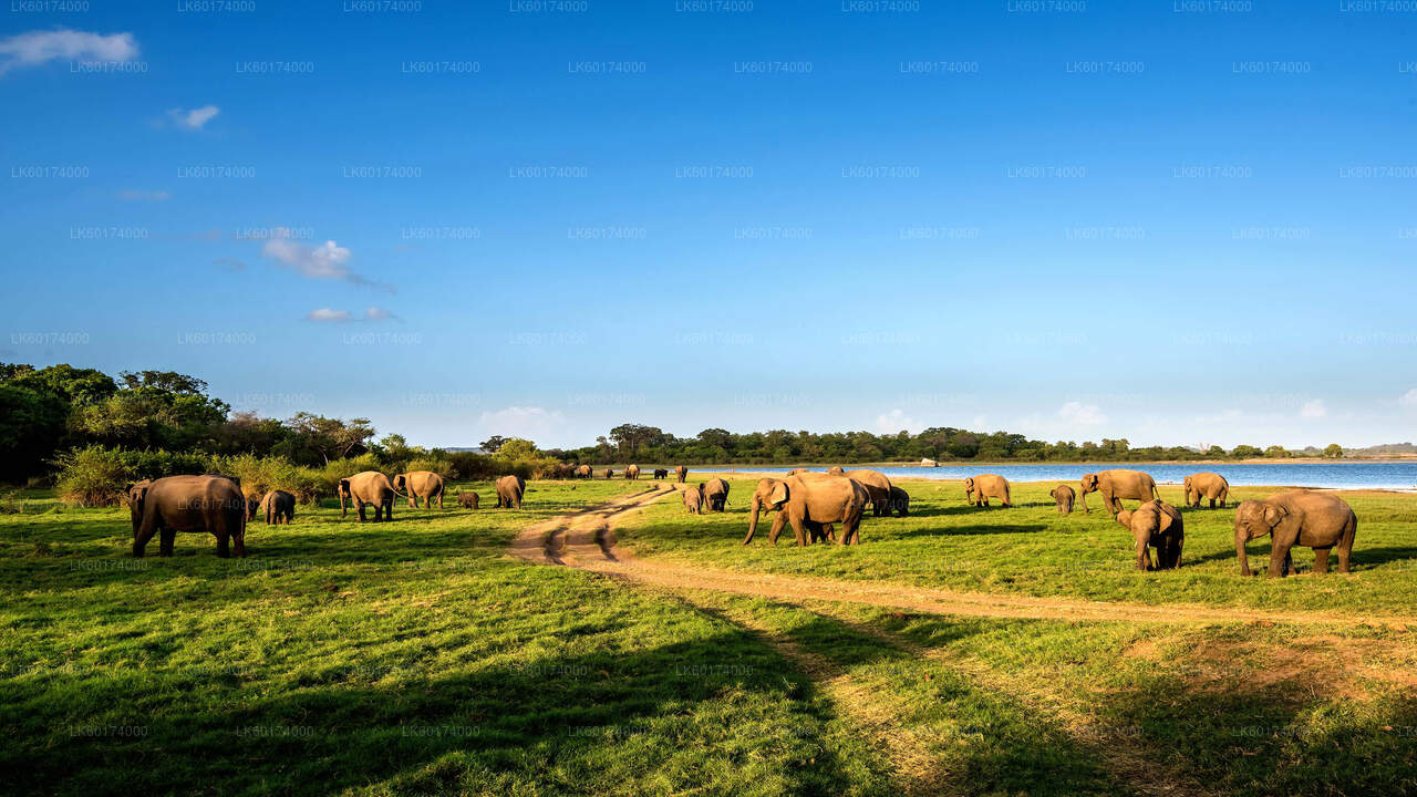Safari dans le parc national de Minneriya au départ de Kitulgala