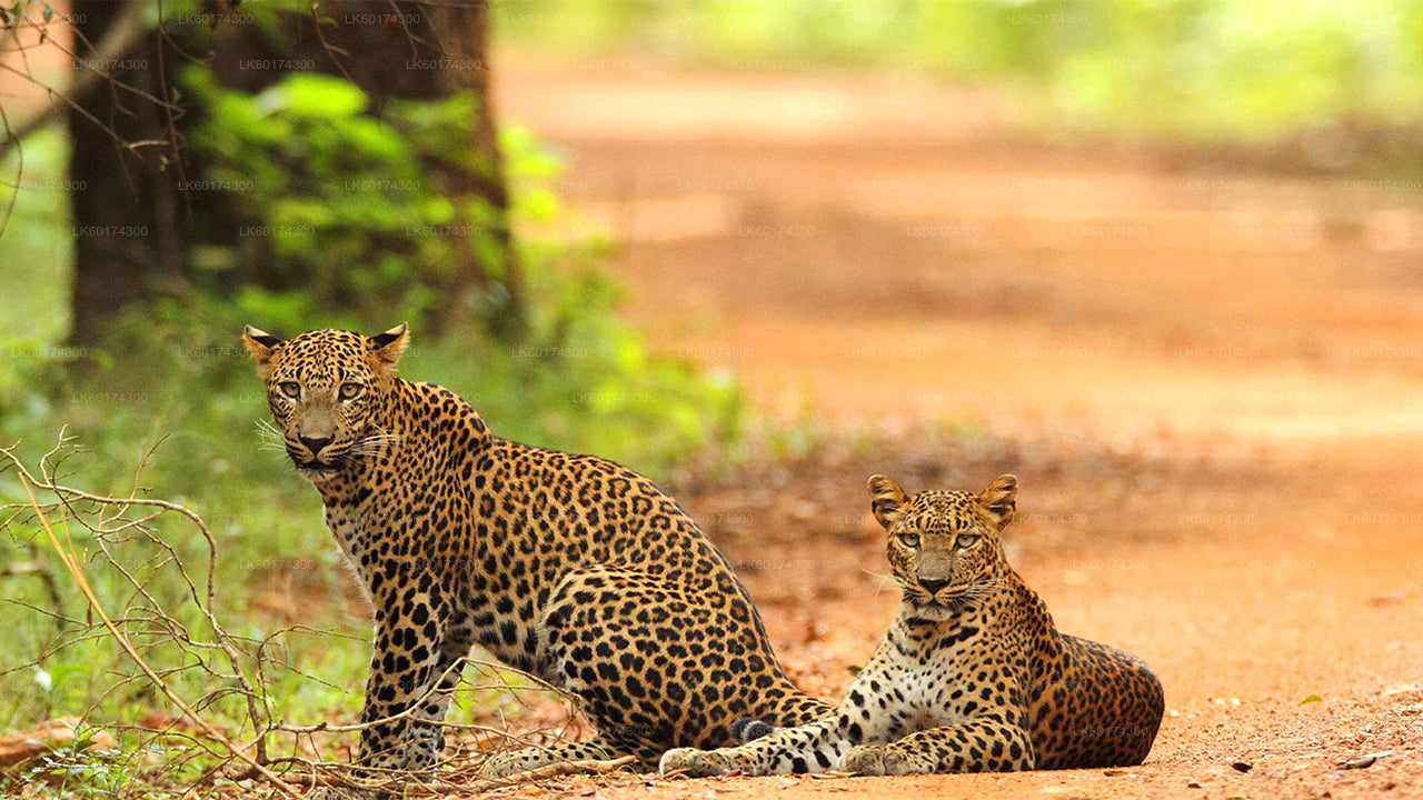 Safari dans le parc national de Wasgamuwa au départ de Kandy