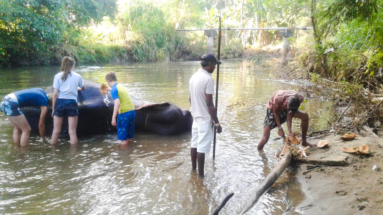 Safari à dos d'éléphant depuis Habarana