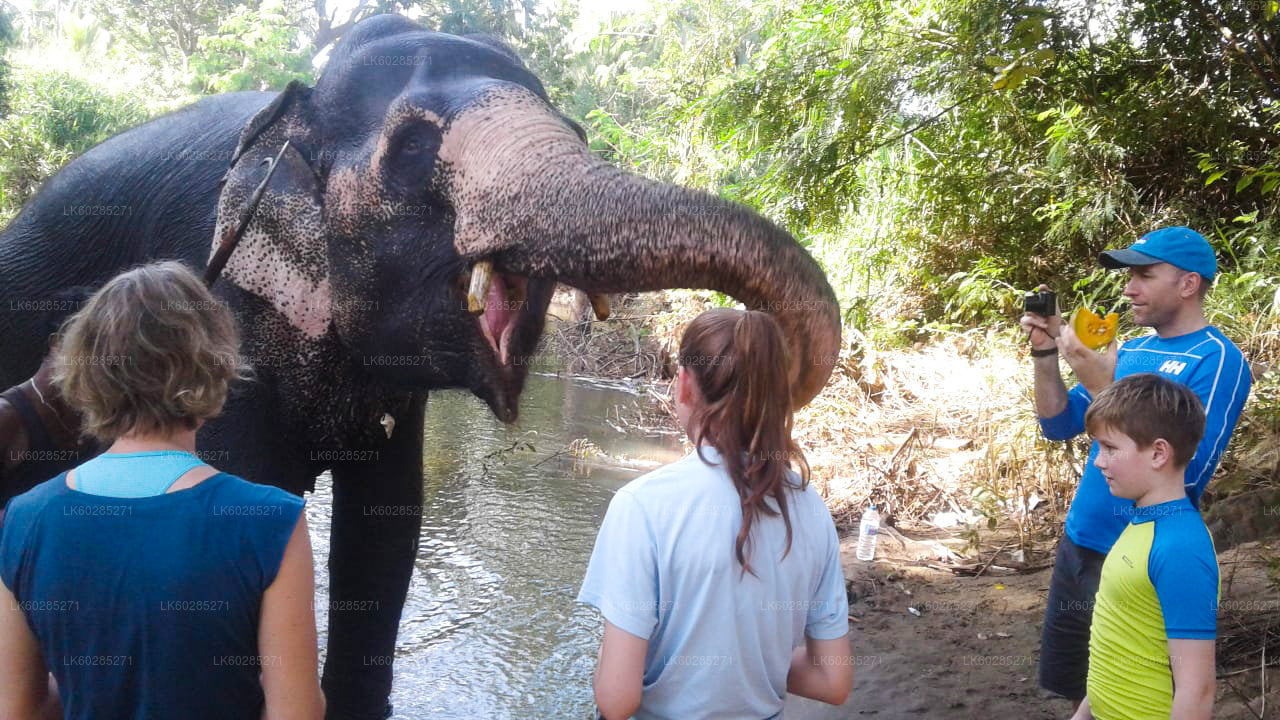 Safari à dos d'éléphant depuis Habarana