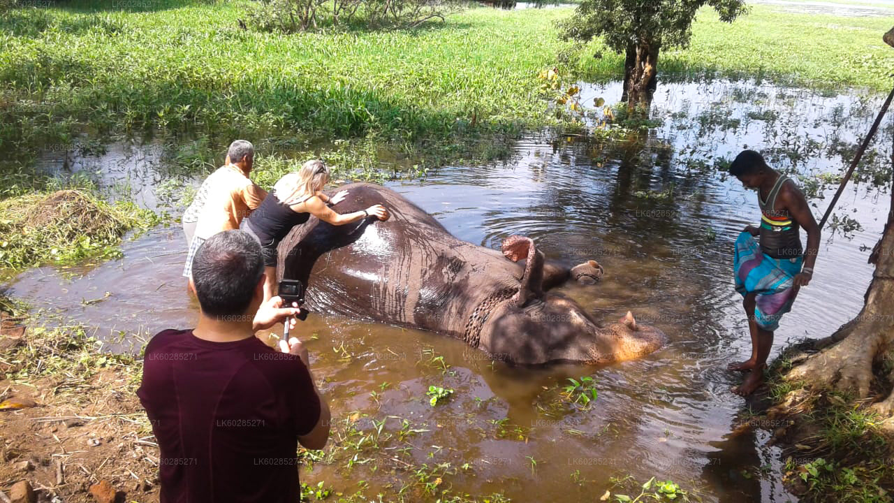 Safari à dos d'éléphant depuis Habarana