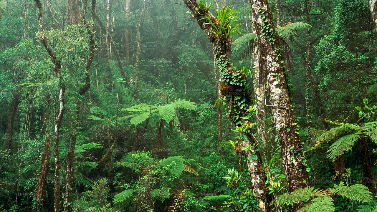 Sinharaja Forest Reserve Entrance Tickets