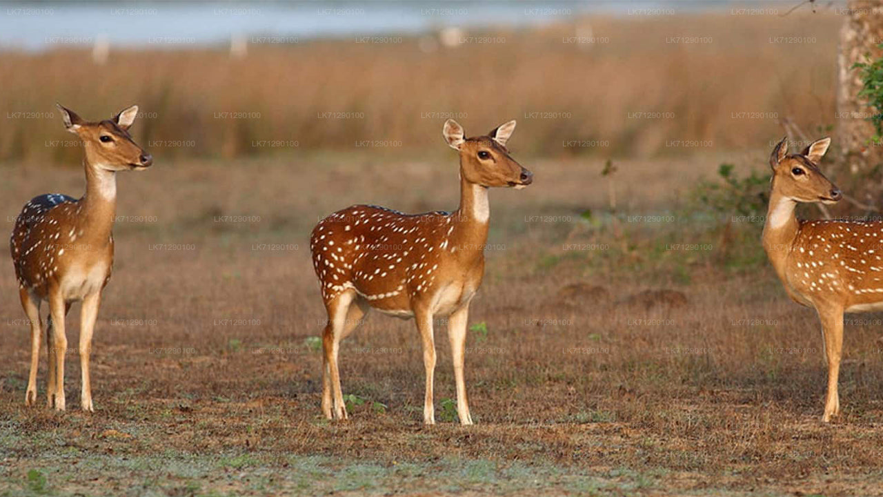 Billets d'entrée au parc national de Wilpattu