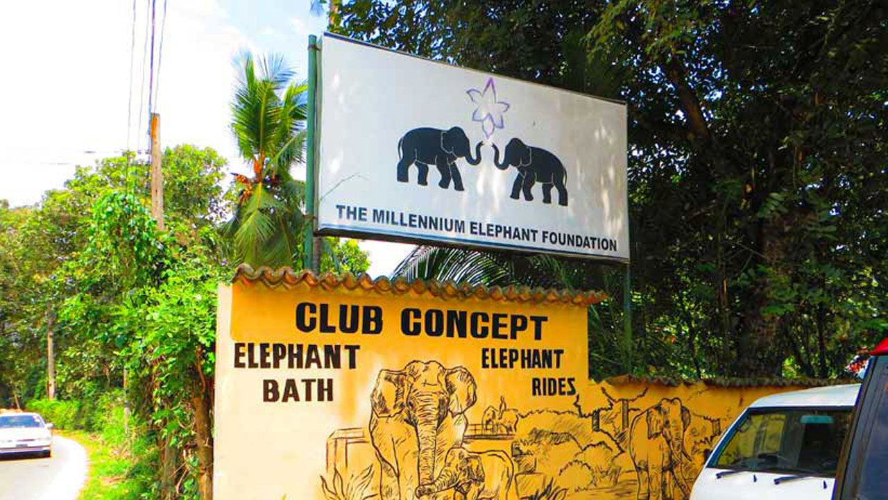 Billets d'entrée à la Millennium Elephant Foundation