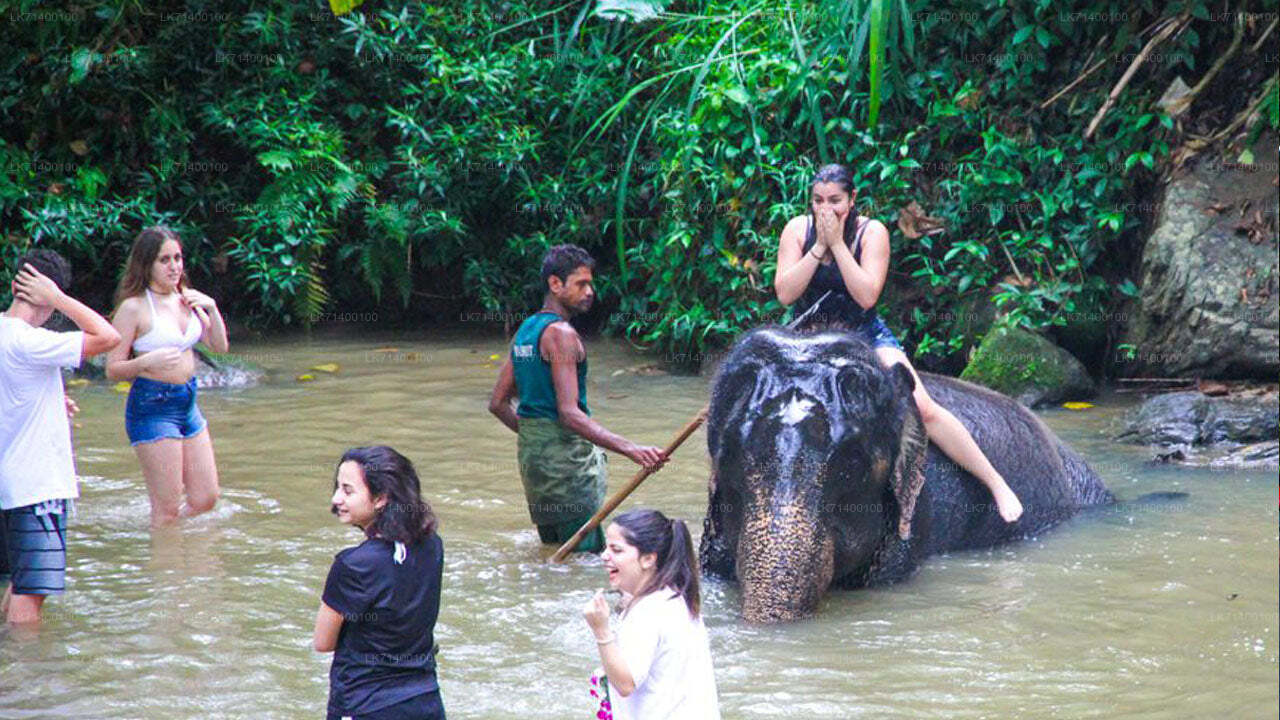 Billets d'entrée à la Millennium Elephant Foundation