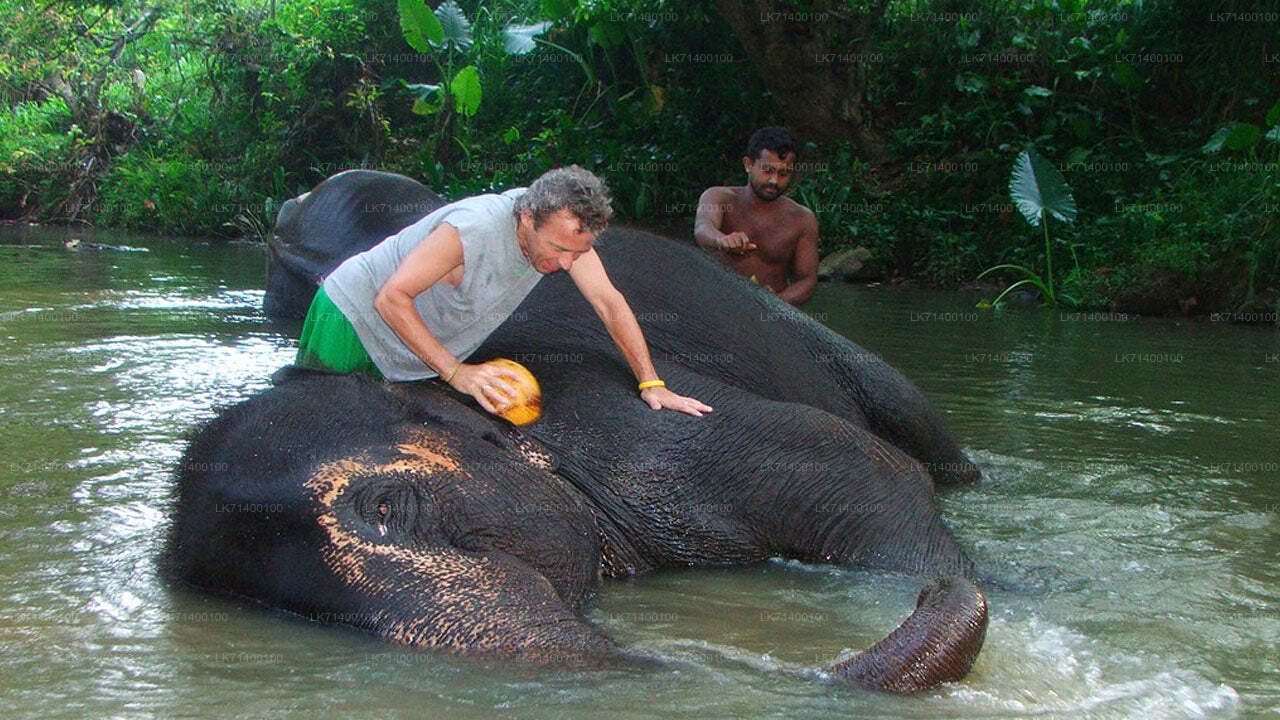 Billets d'entrée à la Millennium Elephant Foundation