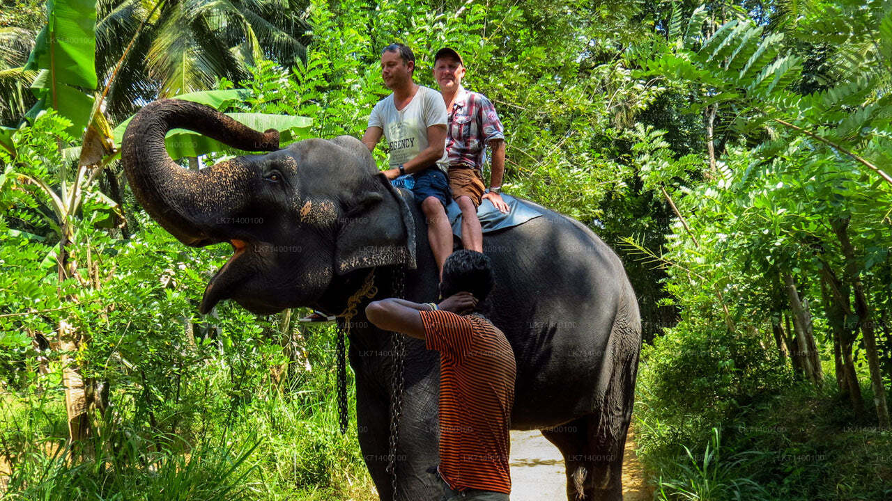 Billets d'entrée à la Millennium Elephant Foundation