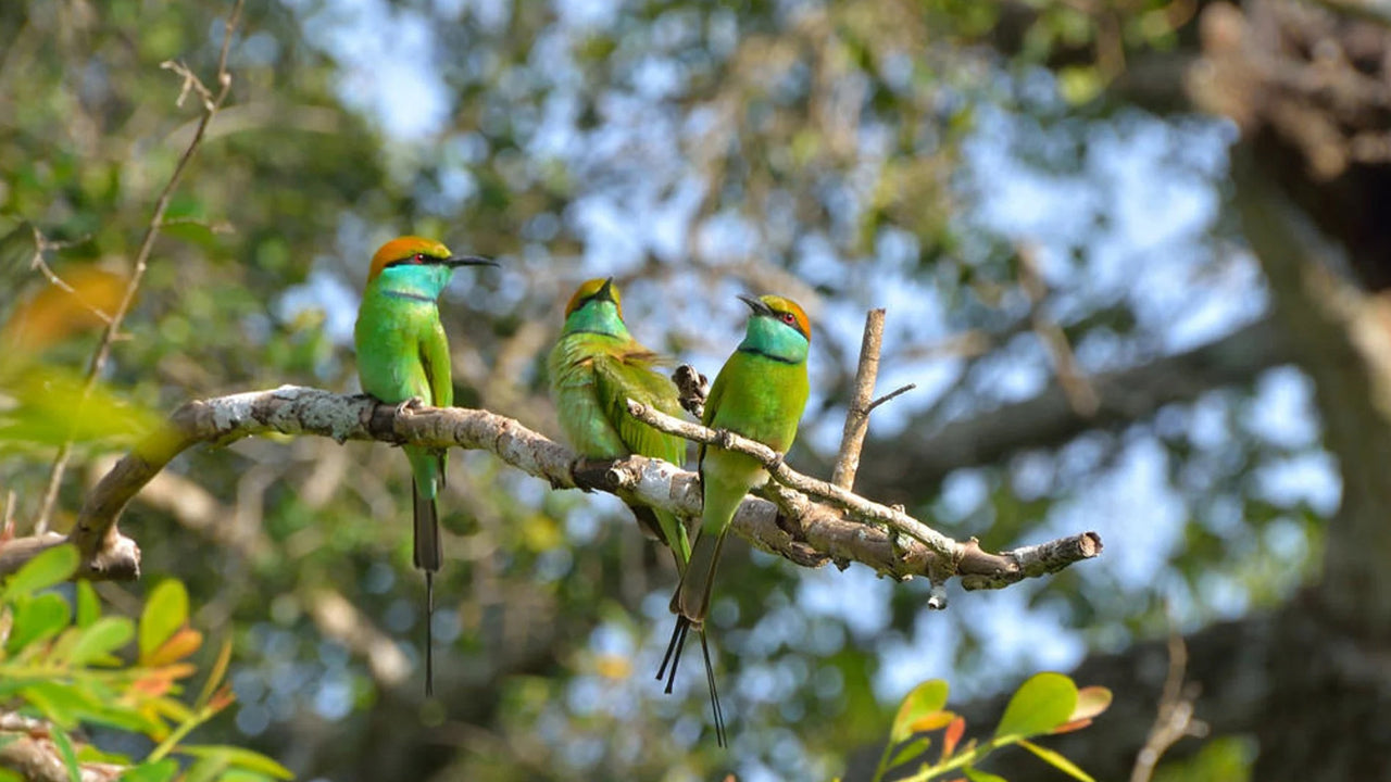 Observation des oiseaux dans la zone humide de Thalangama depuis le mont Lavinia